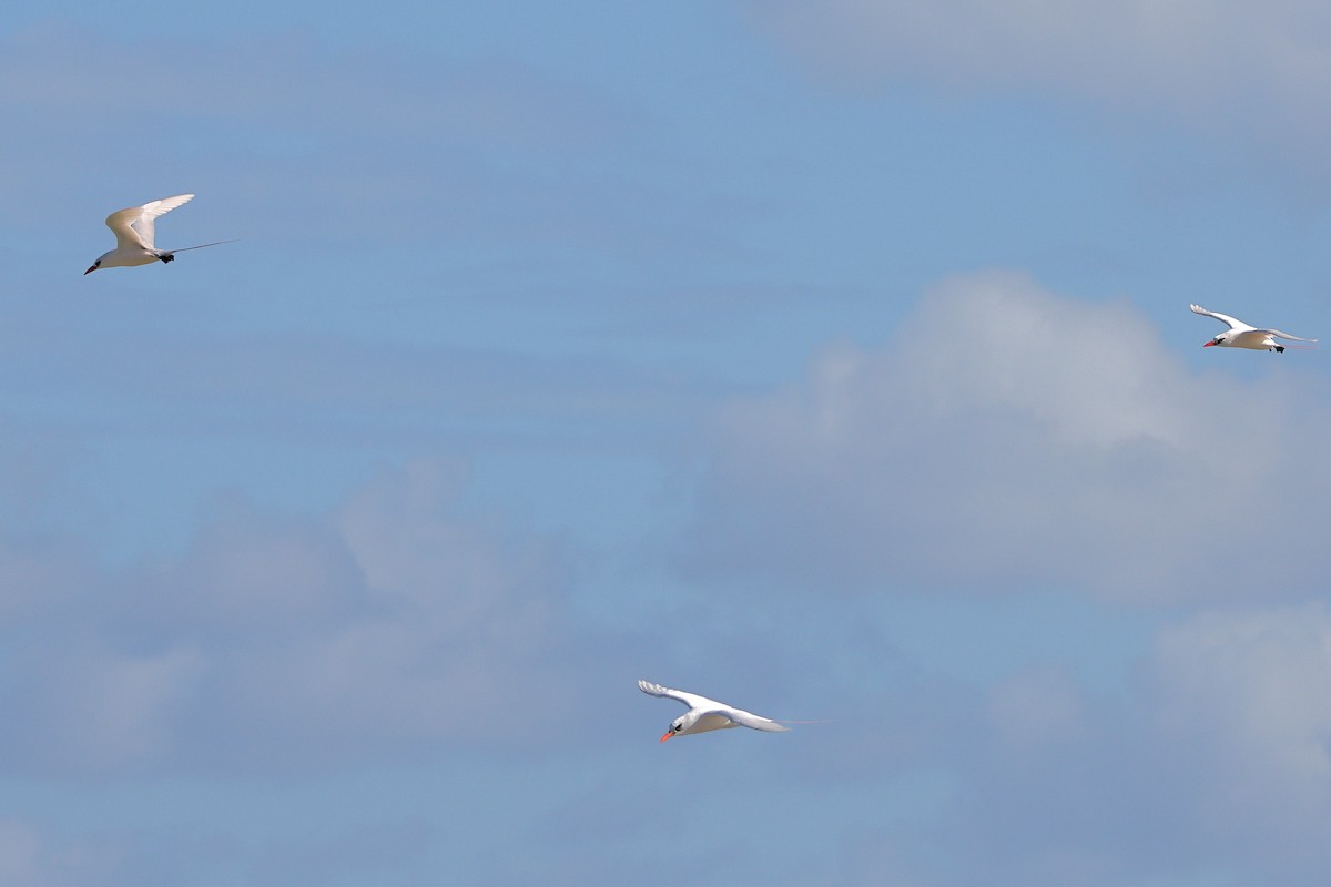 Red-tailed Tropicbird - Rolo Rodsey