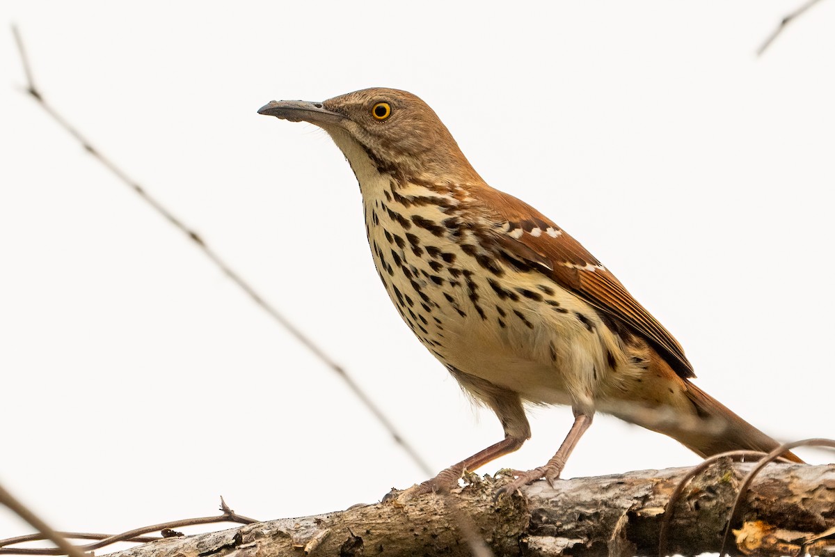 Brown Thrasher - ML620432980