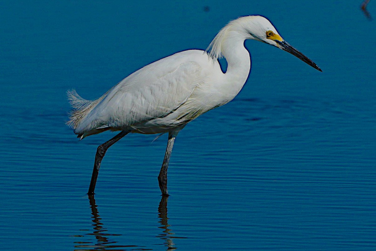 Snowy Egret - ML620432981