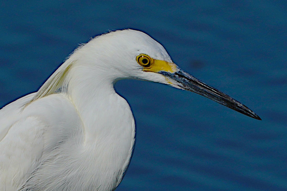 Snowy Egret - ML620432982