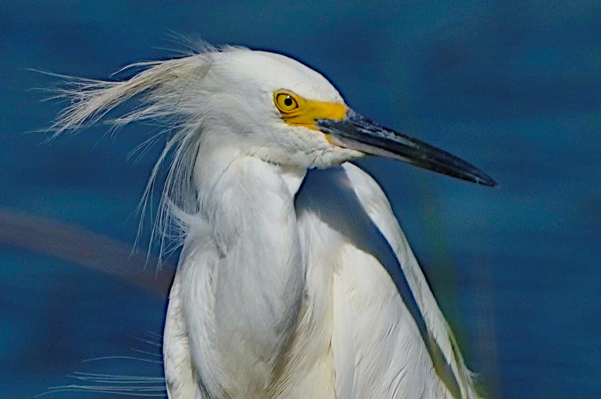 Snowy Egret - ML620432983