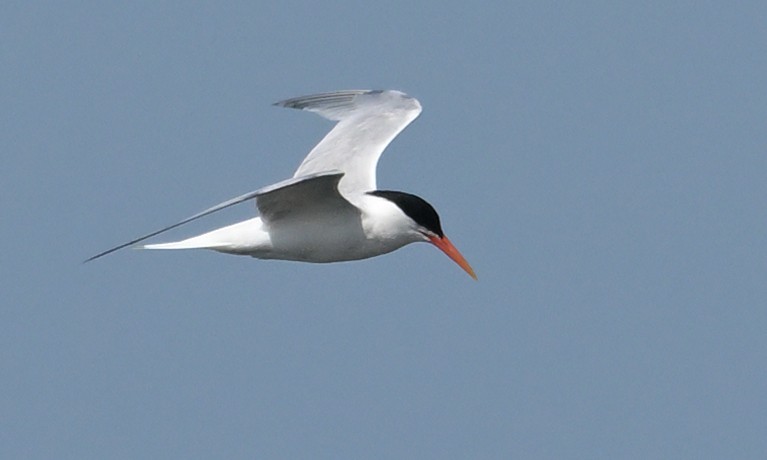 Elegant Tern - Lisa Ruby