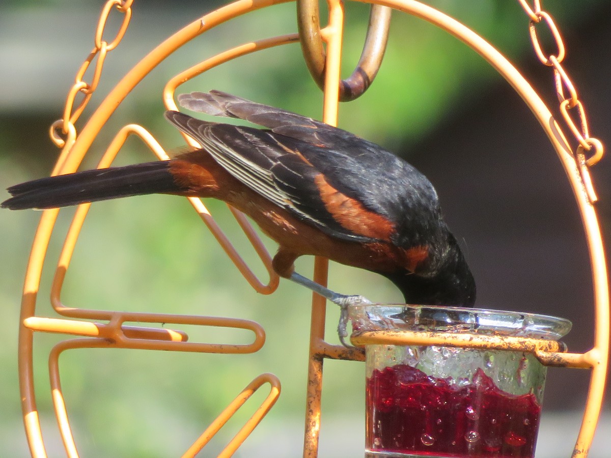 Orchard Oriole - ML620432987