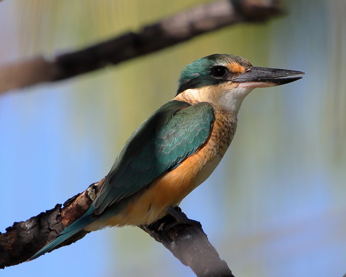 Sacred Kingfisher - ML620432988