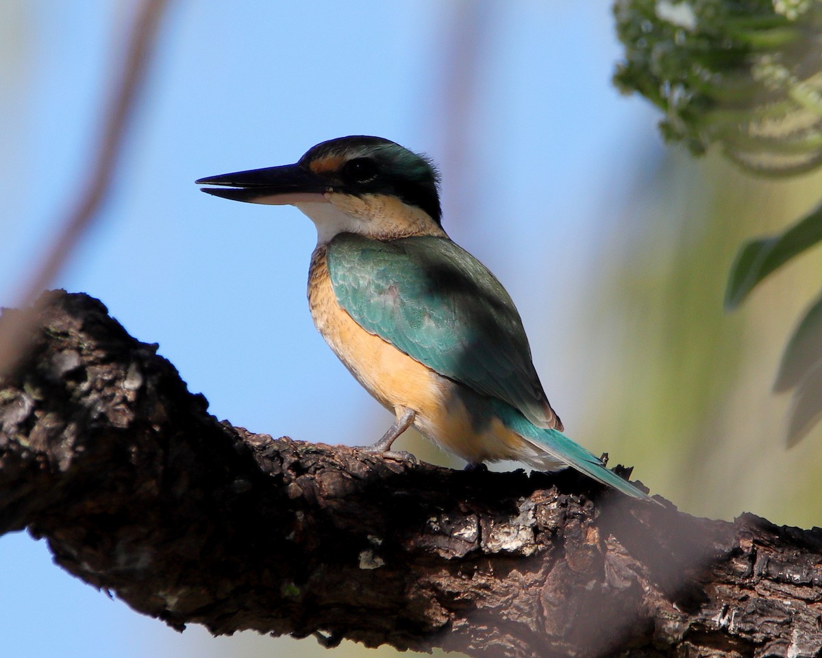 Sacred Kingfisher - ML620432989