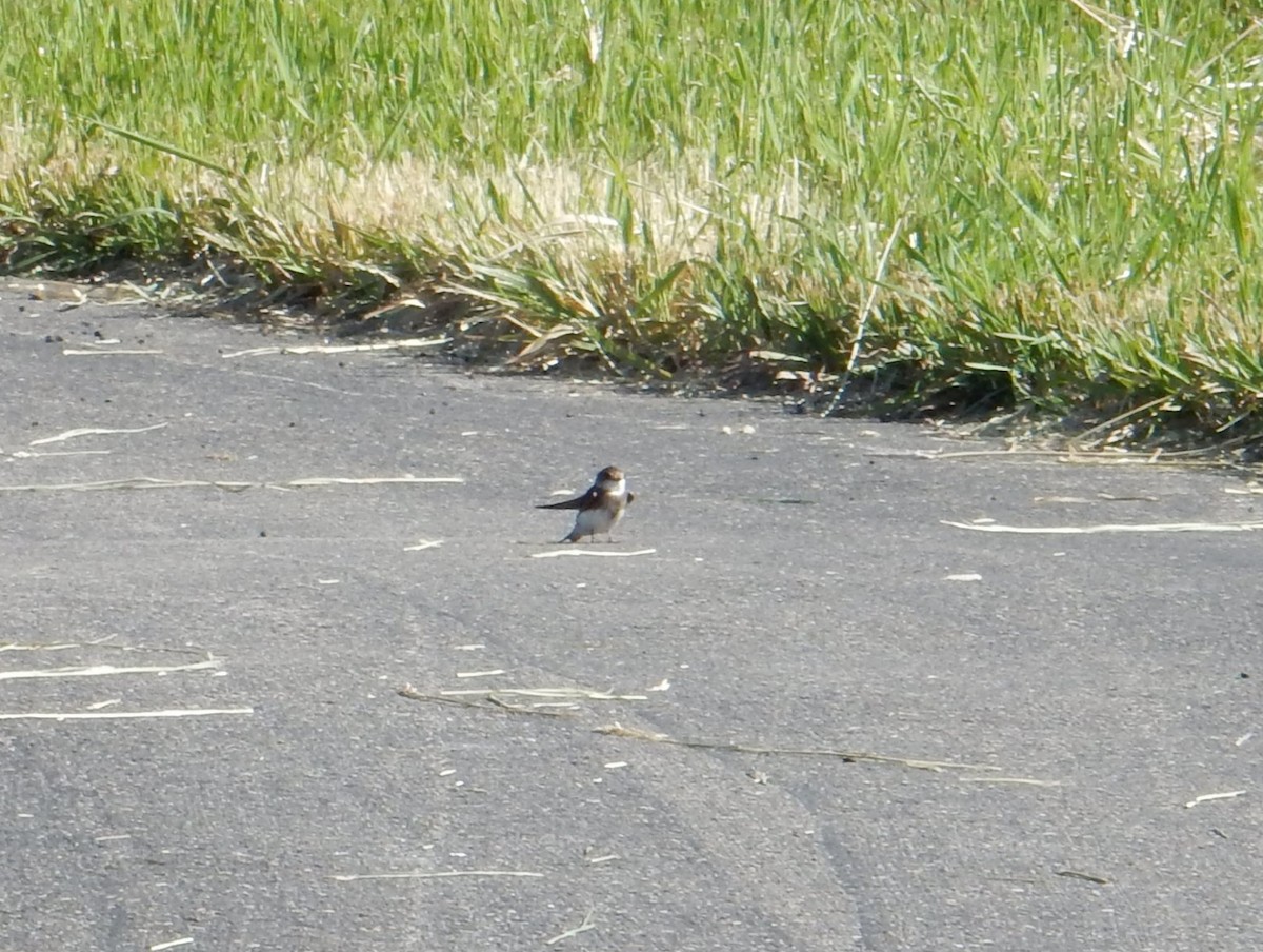 Bank Swallow - ML620433005