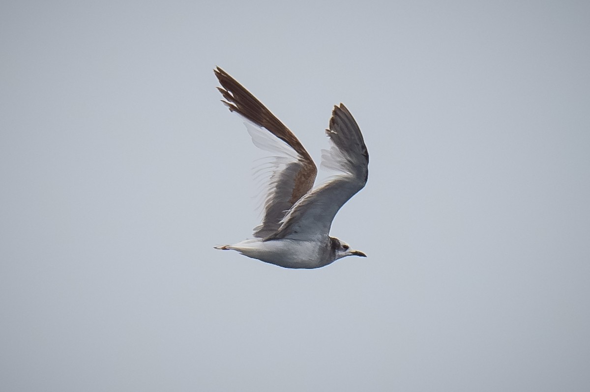 Sabine's Gull - ML620433008