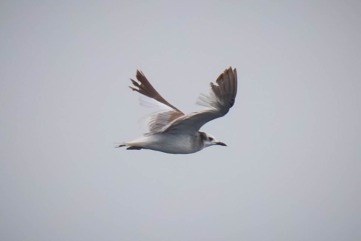 Sabine's Gull - ML620433009