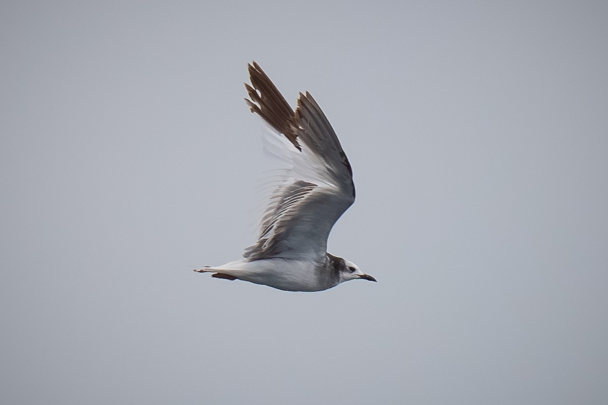 Sabine's Gull - ML620433010