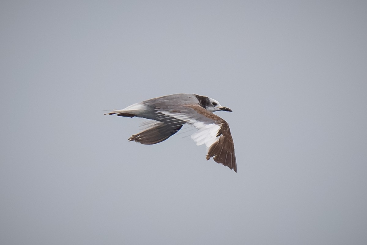 Sabine's Gull - ML620433012