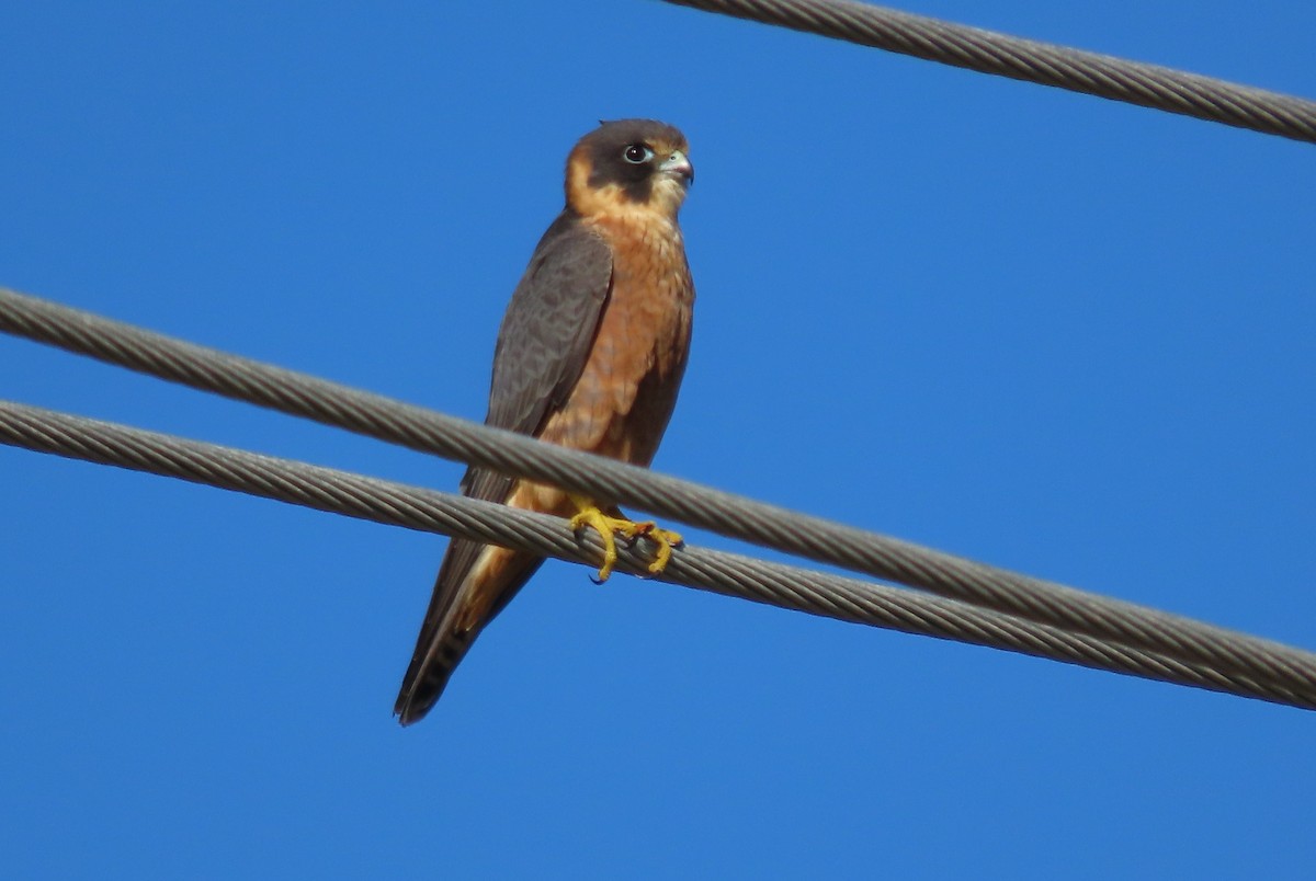 Australian Hobby - ML620433013