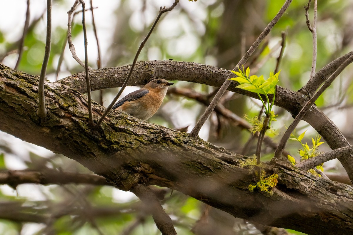 Eastern Bluebird - ML620433015