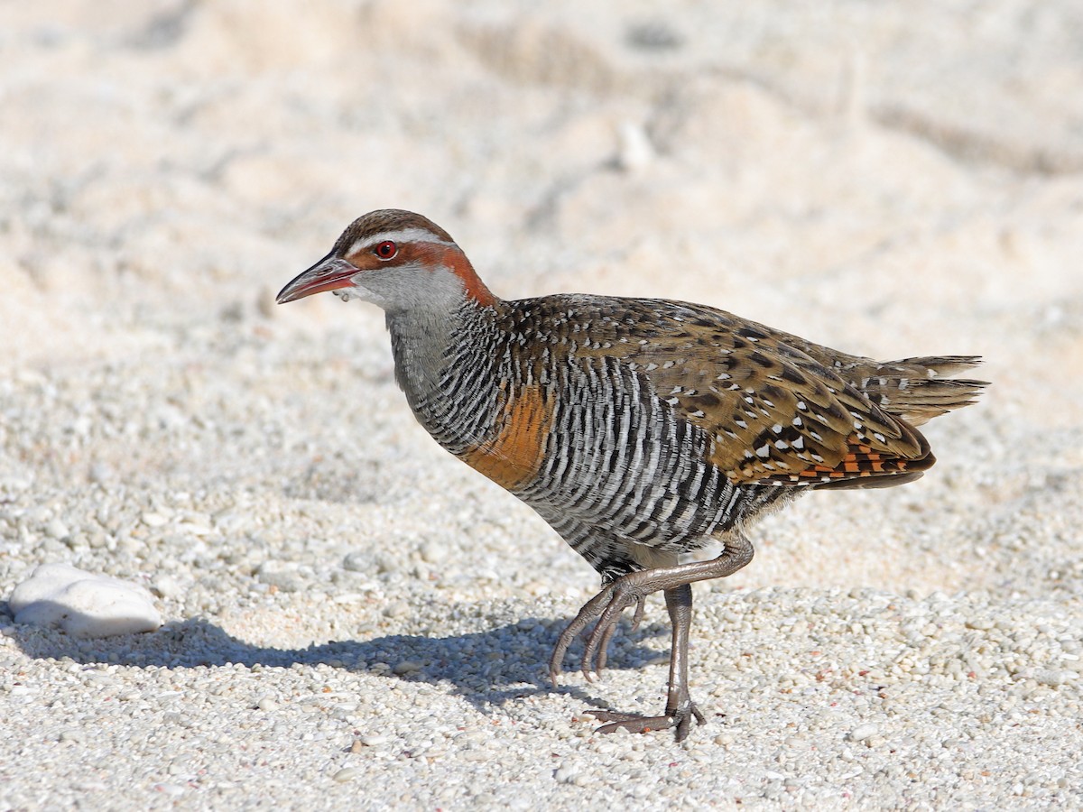 Buff-banded Rail - ML620433018