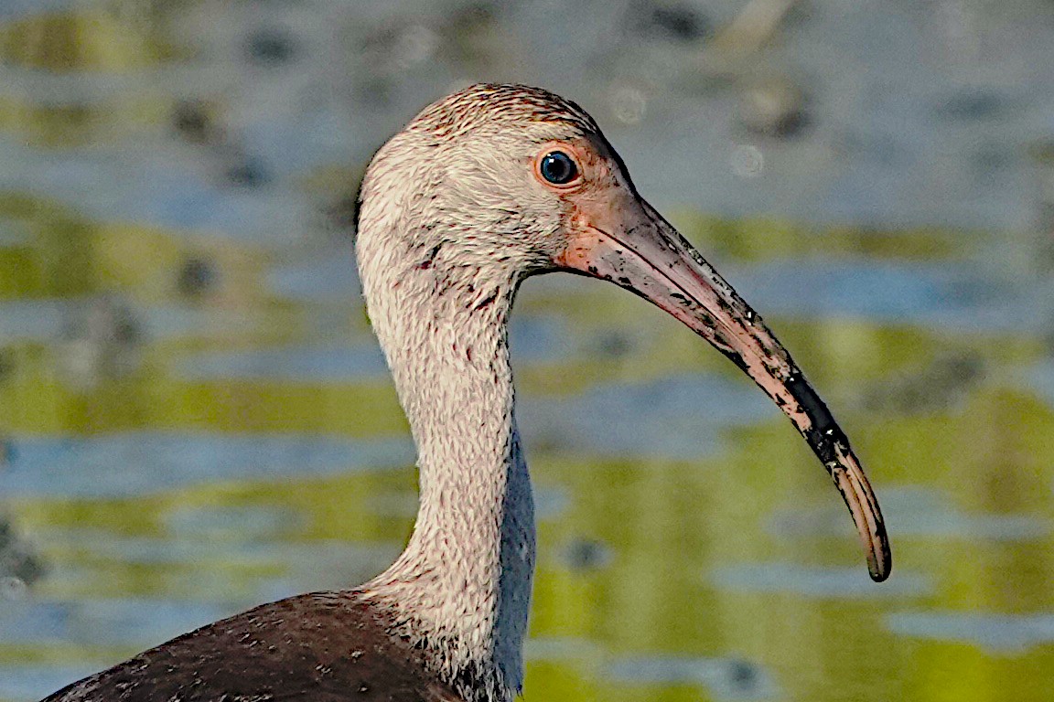 White Ibis - ML620433021