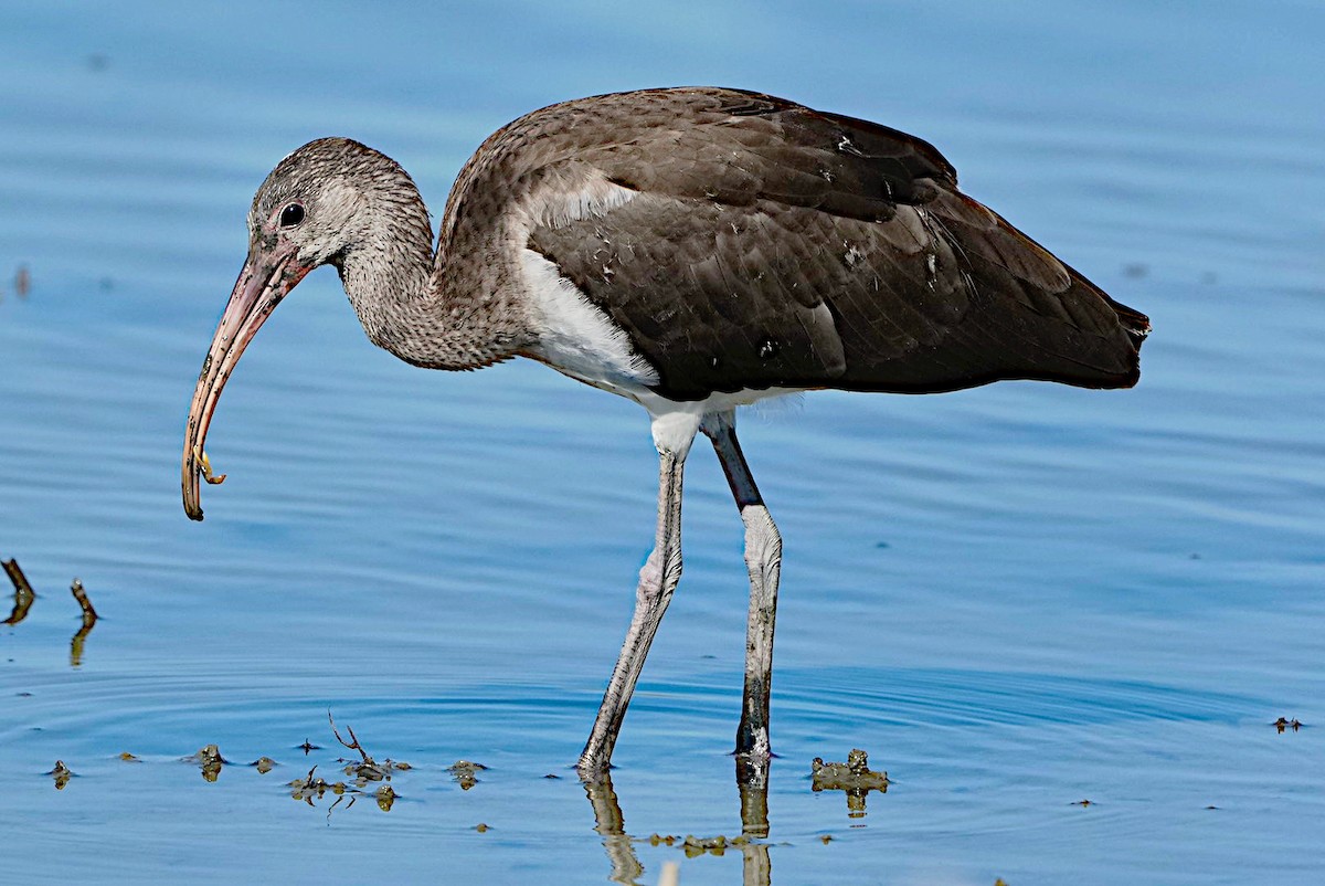 White Ibis - ML620433022