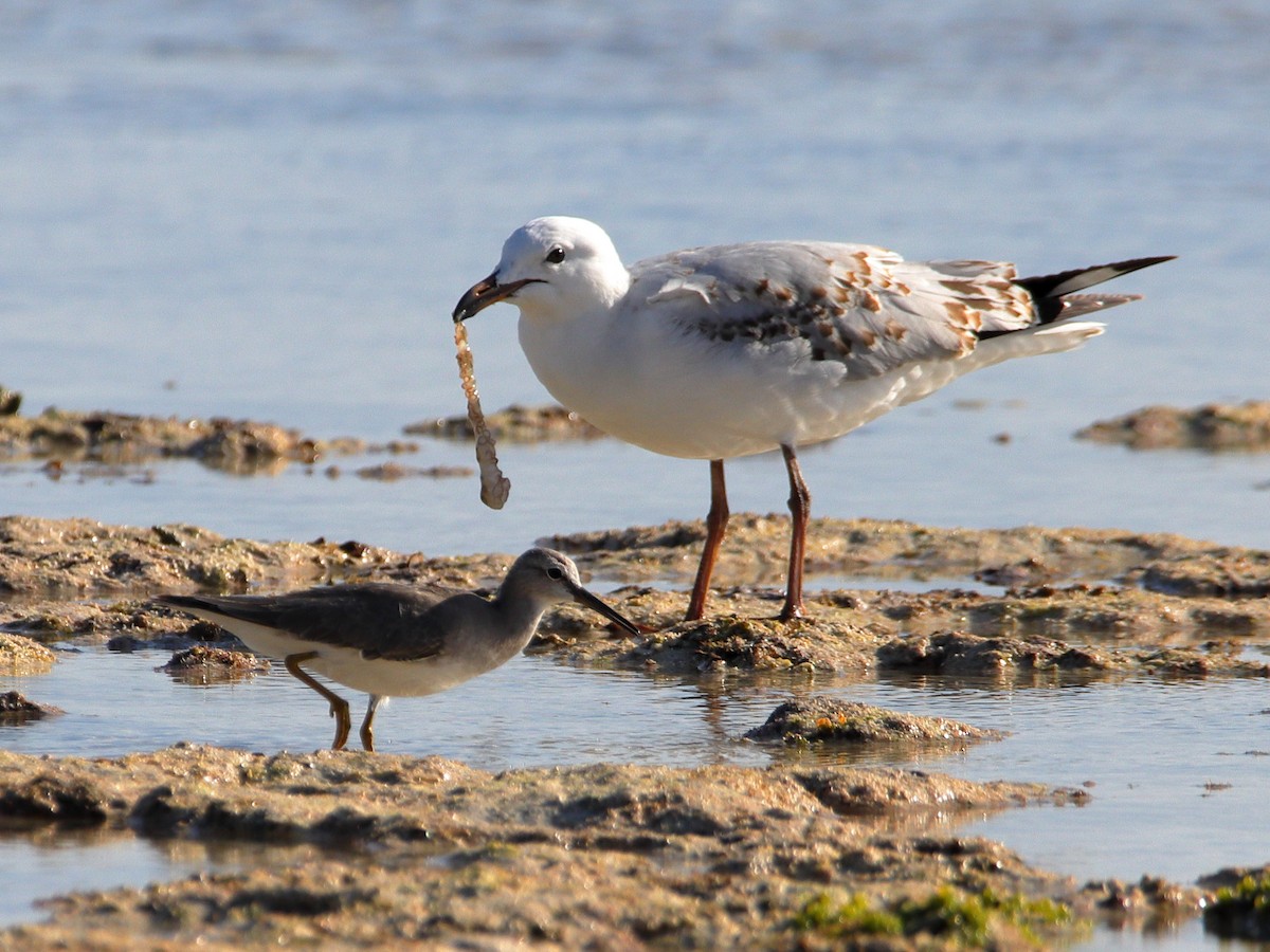 Silver Gull - ML620433023