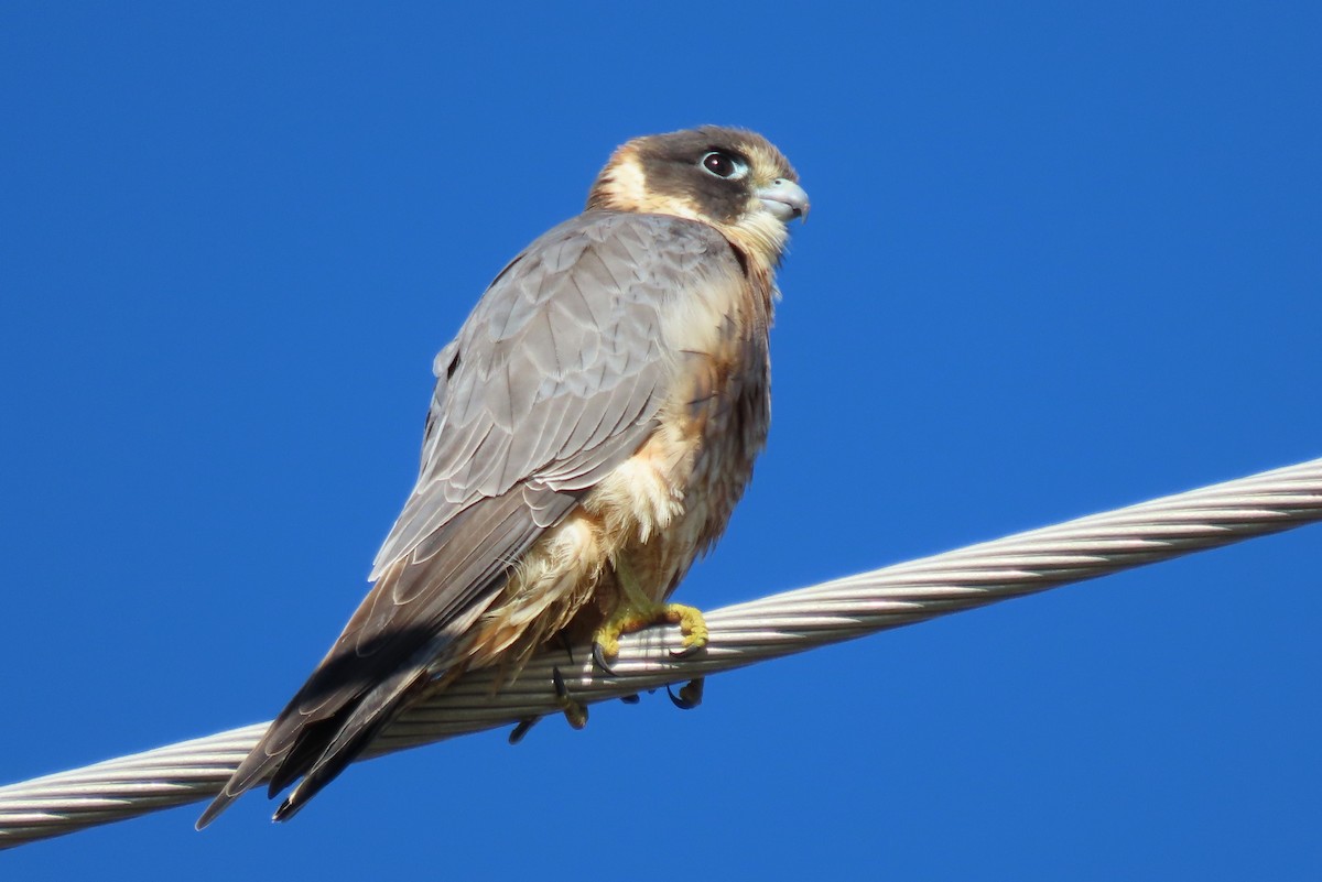 Australian Hobby - ML620433025