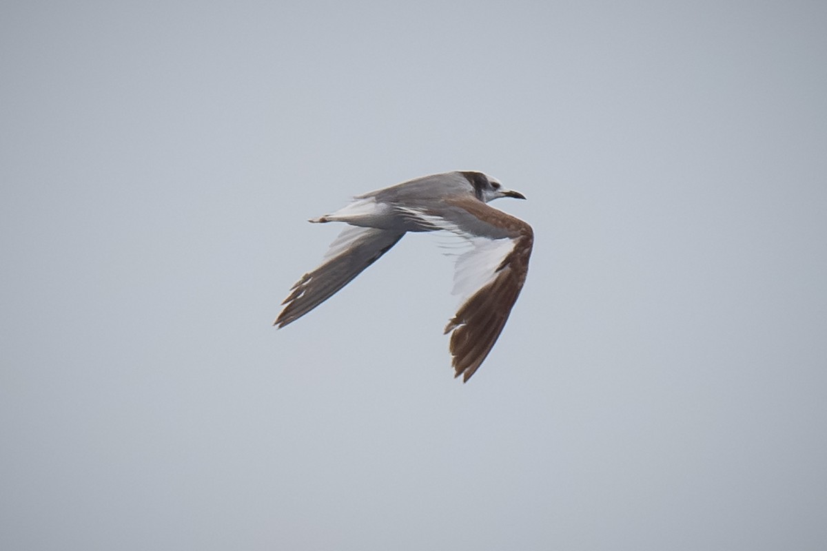 Sabine's Gull - ML620433026