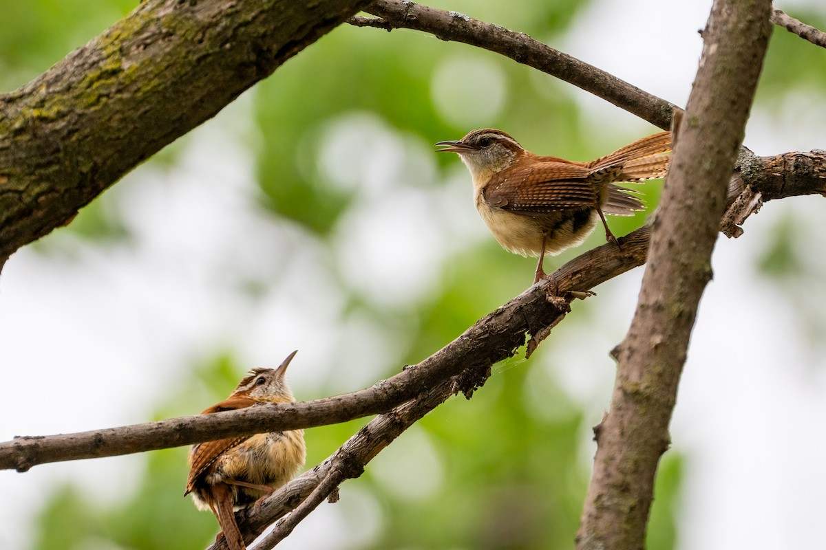 Carolina Wren - ML620433031