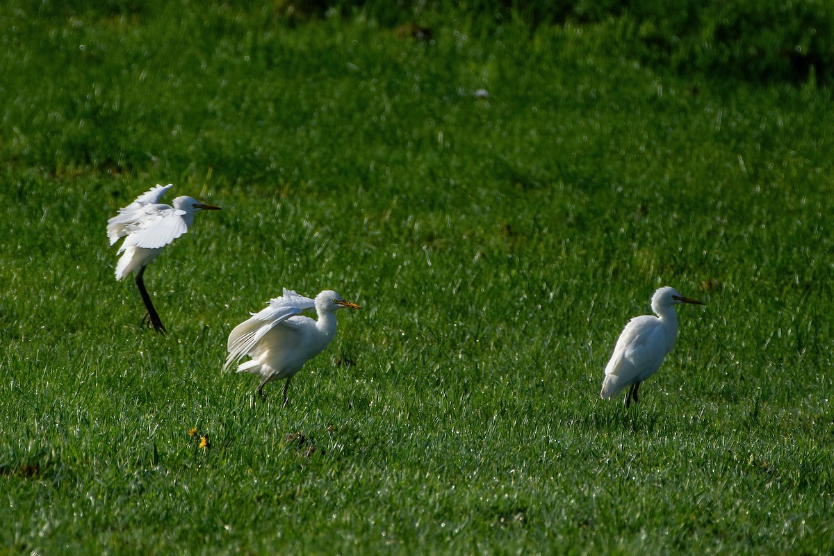 Eastern Cattle Egret - ML620433032