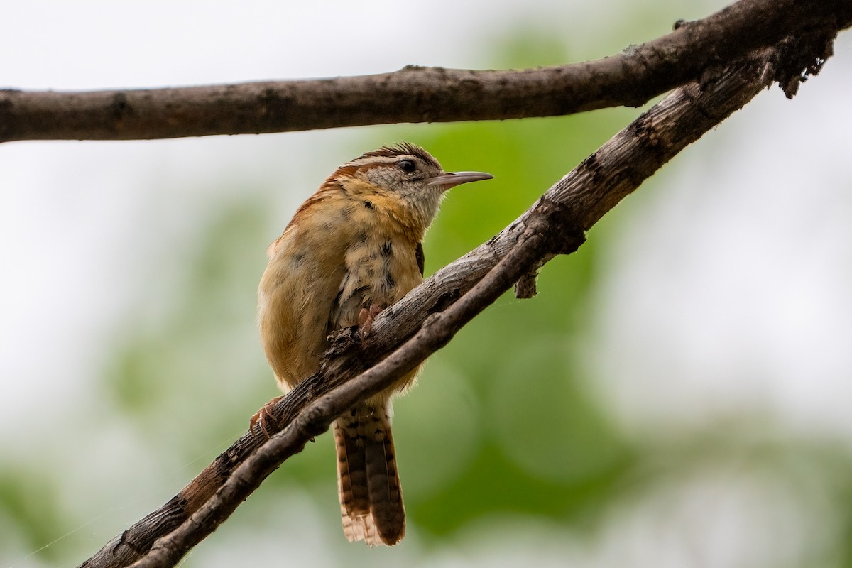 Carolina Wren - ML620433033