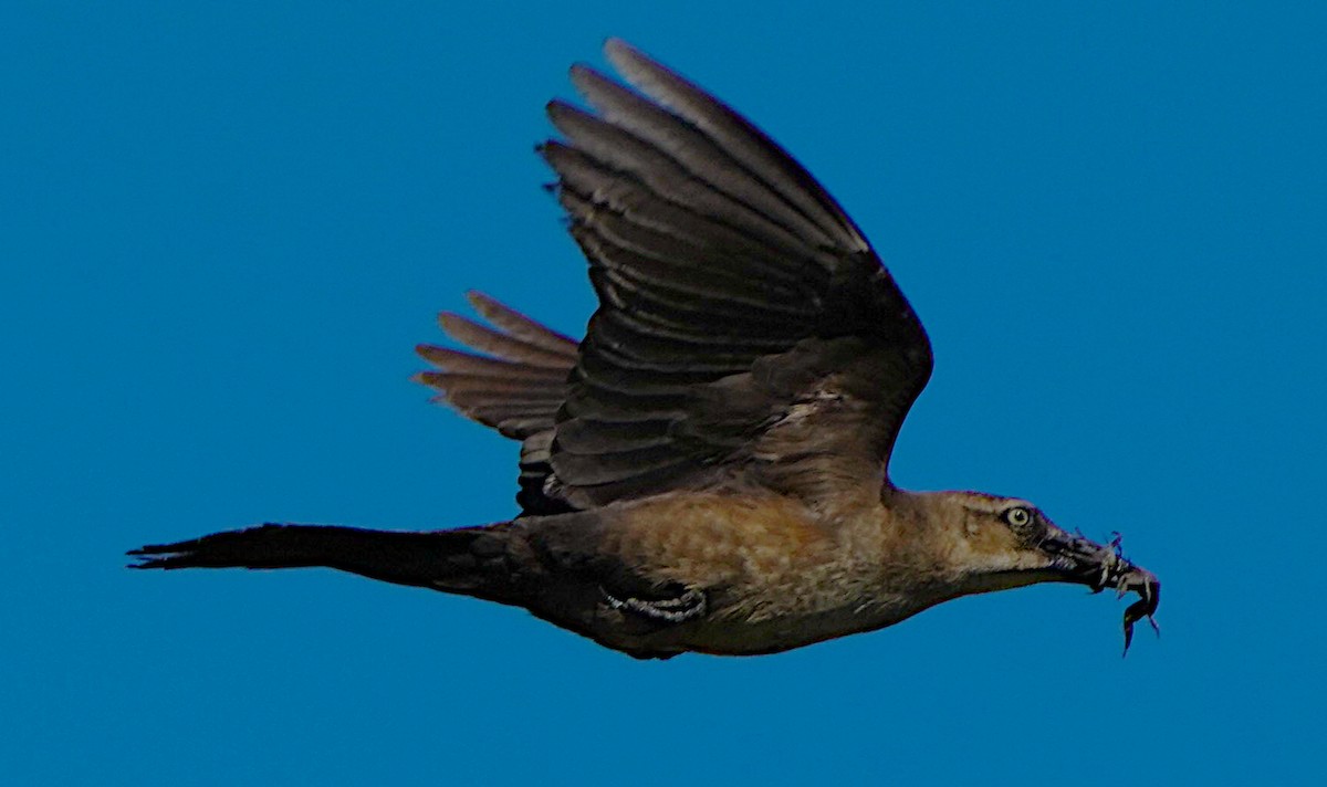 Boat-tailed Grackle - ML620433037