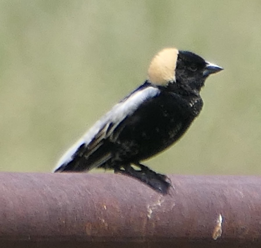 bobolink americký - ML620433039