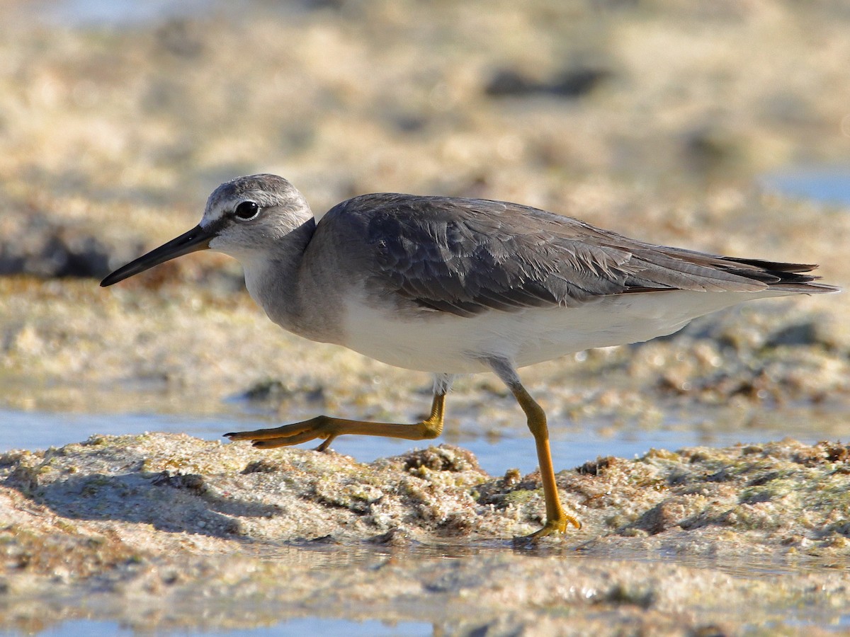 Gray-tailed Tattler - ML620433042