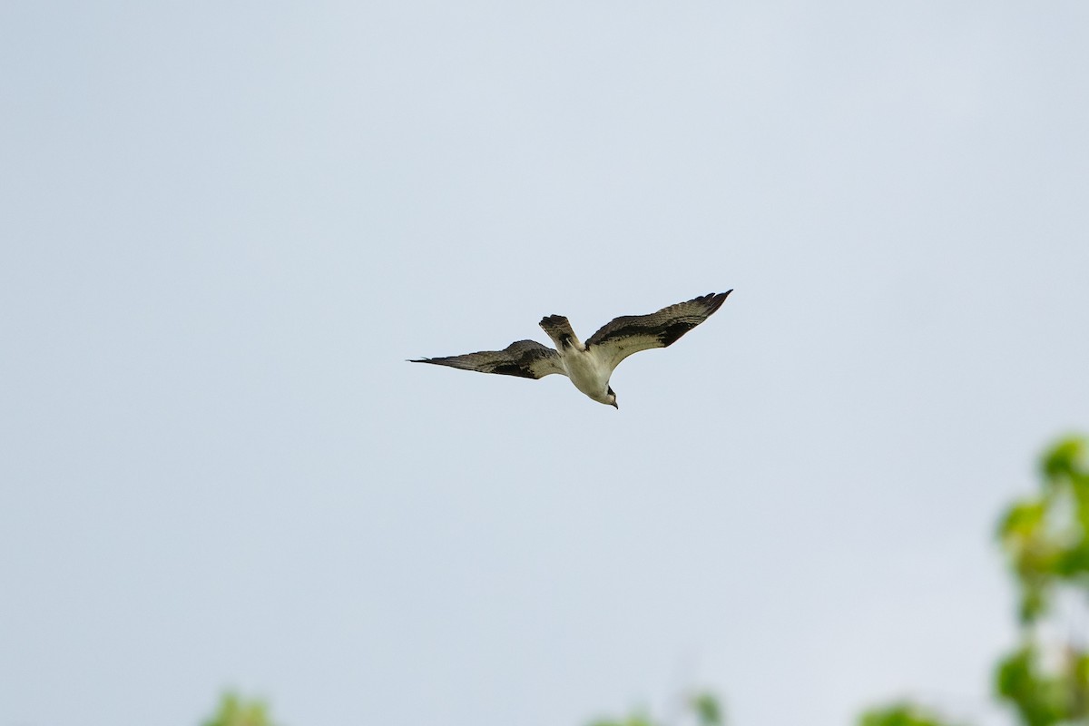 Balbuzard pêcheur - ML620433044