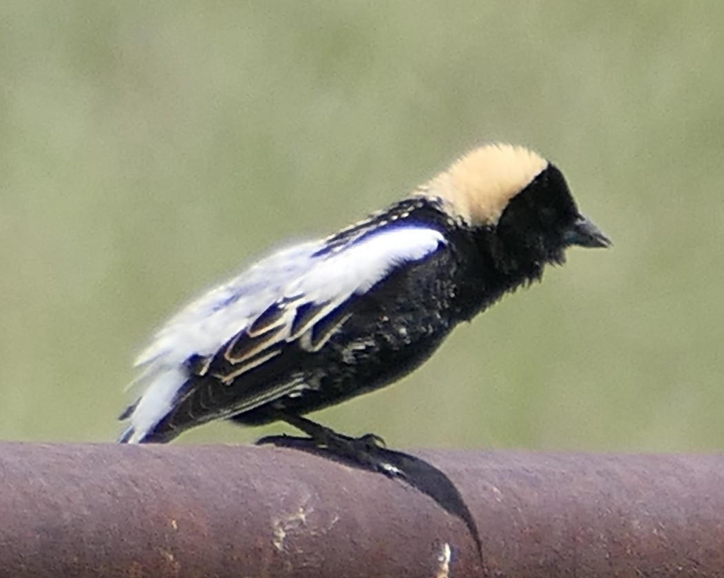 bobolink americký - ML620433046