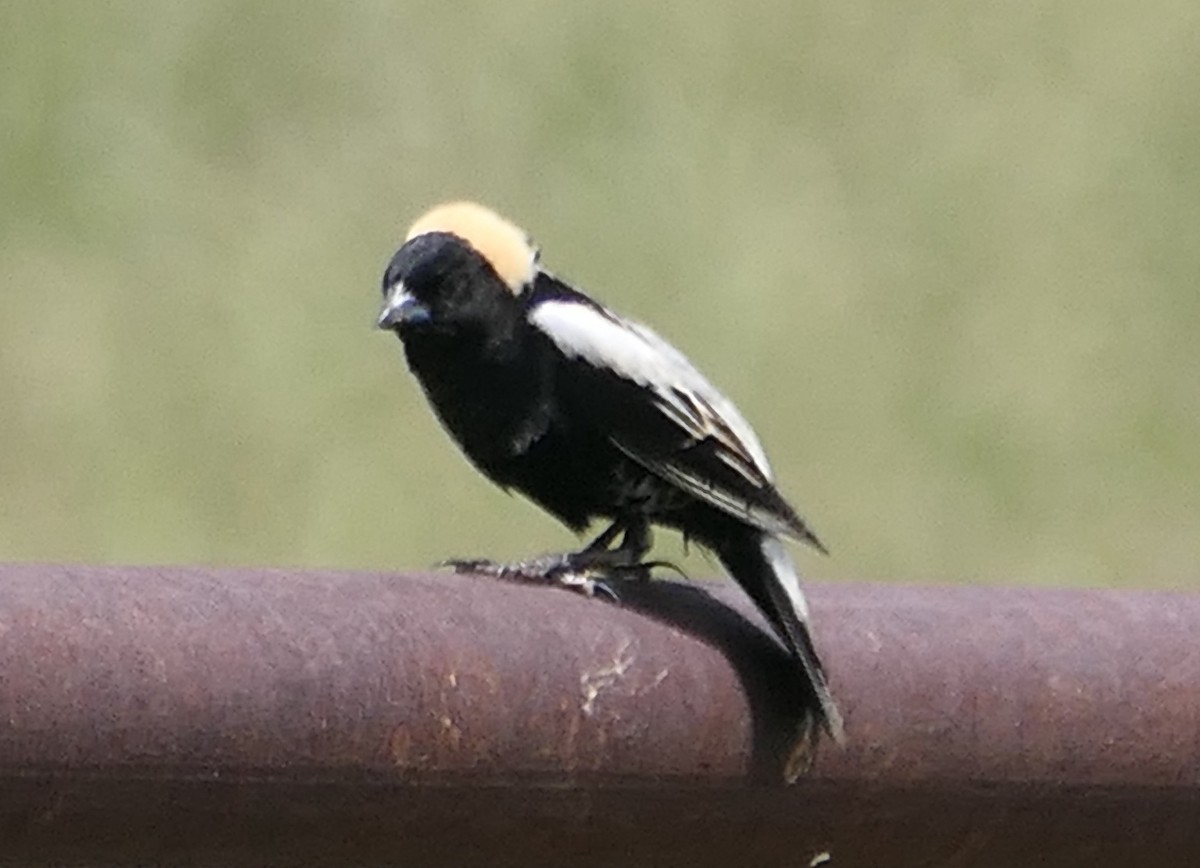 bobolink americký - ML620433048