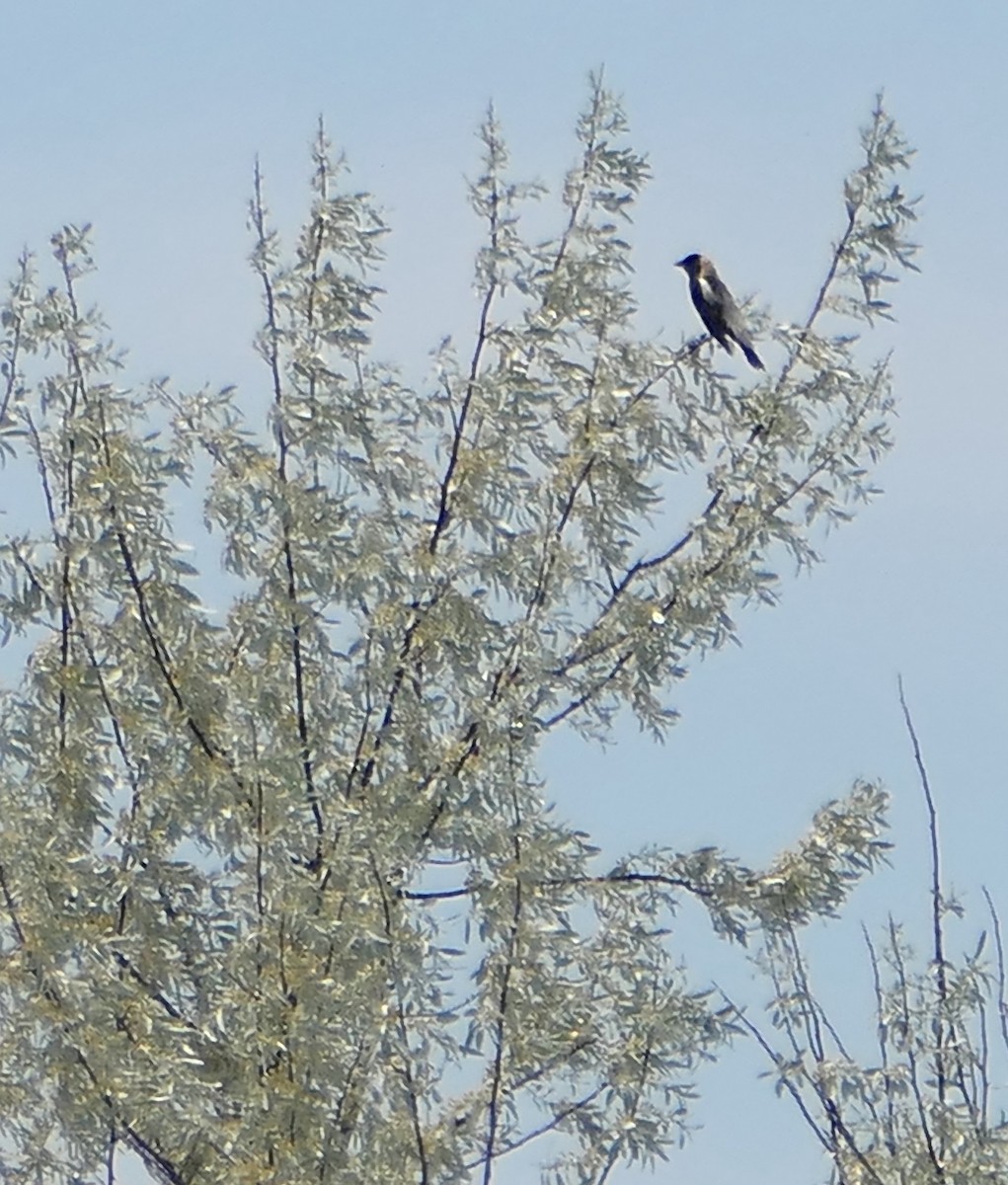 bobolink americký - ML620433049