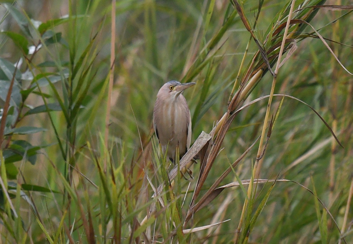 Yellow Bittern - ML620433050