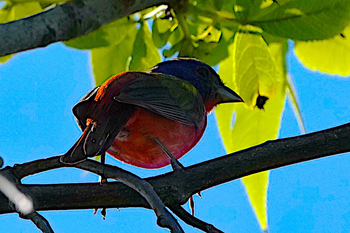 Painted Bunting - James Bourne