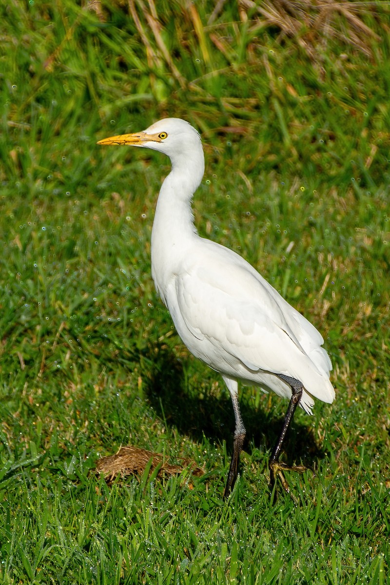 Eastern Cattle Egret - ML620433058