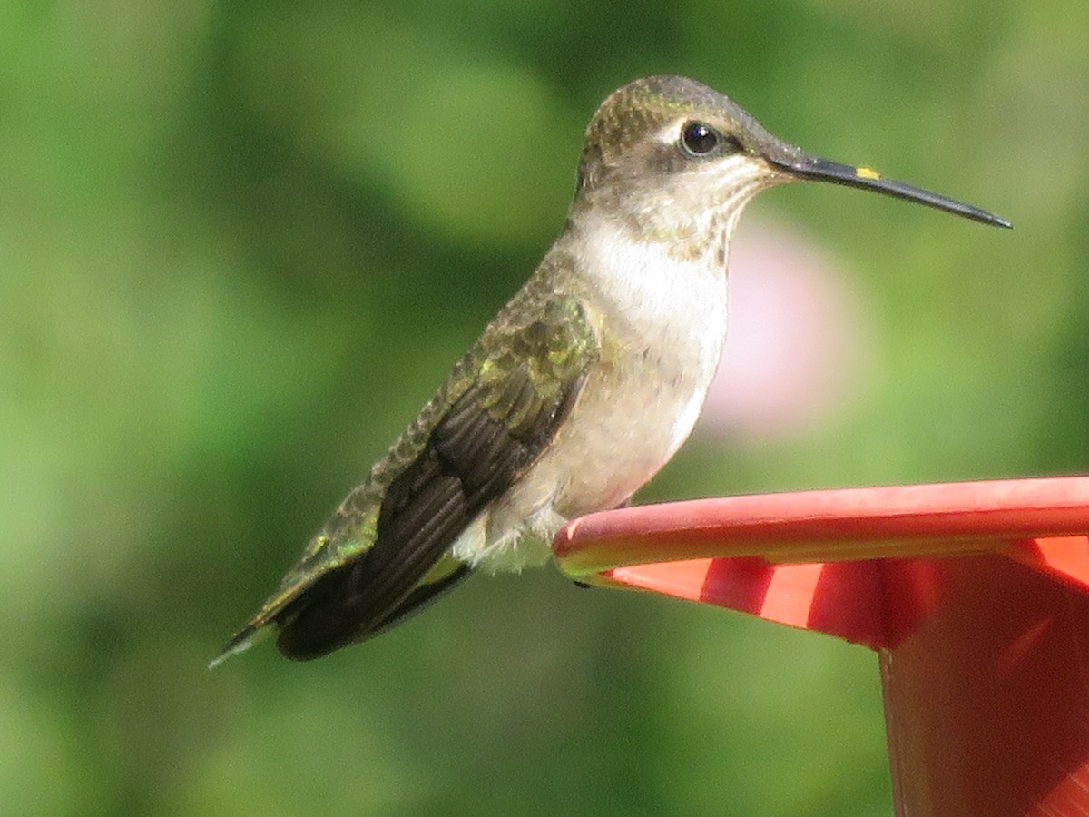 Black-chinned Hummingbird - ML620433059