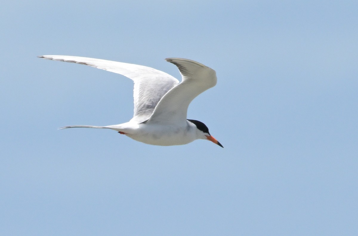 Forster's Tern - ML620433068