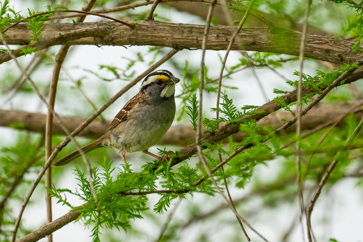 White-throated Sparrow - Andrea C