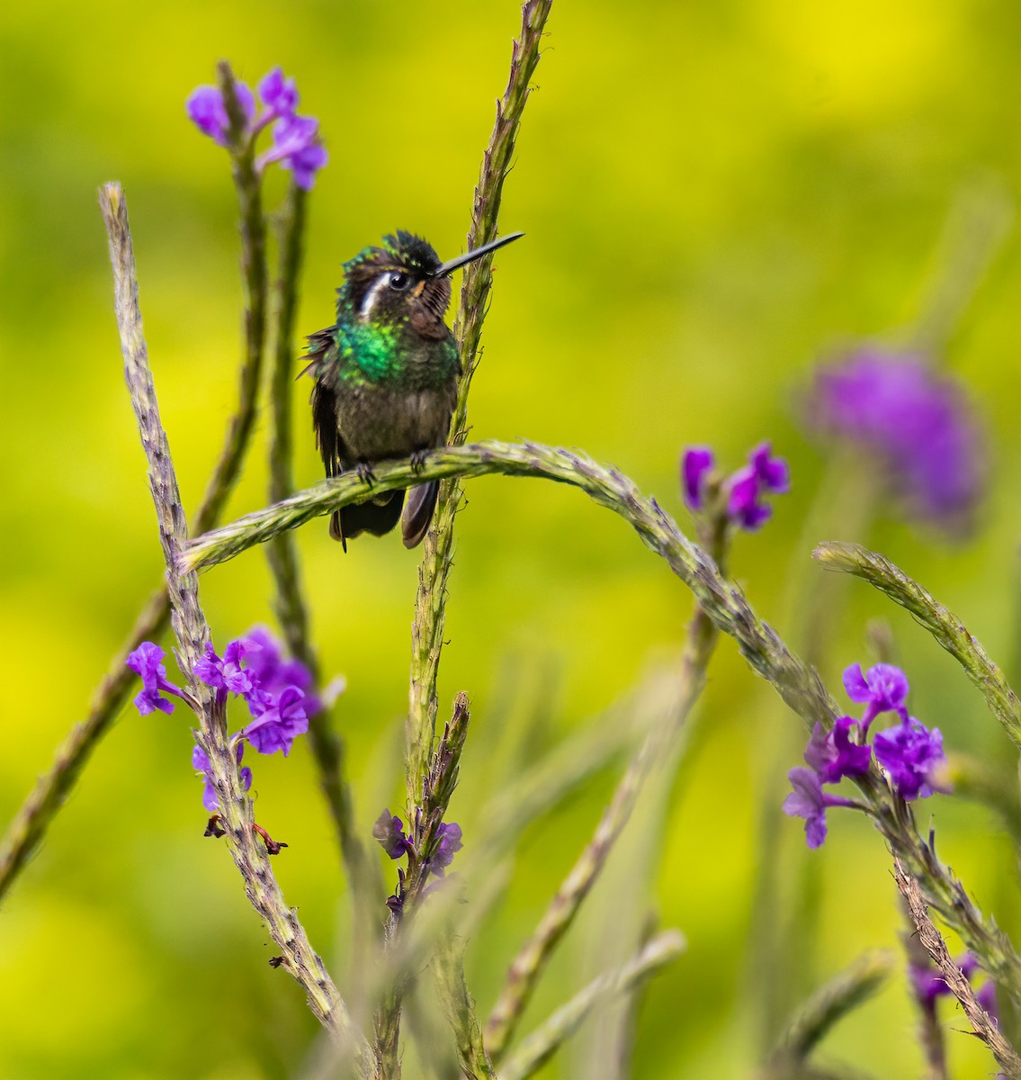 kolibřík fialovohrdlý - ML620433073