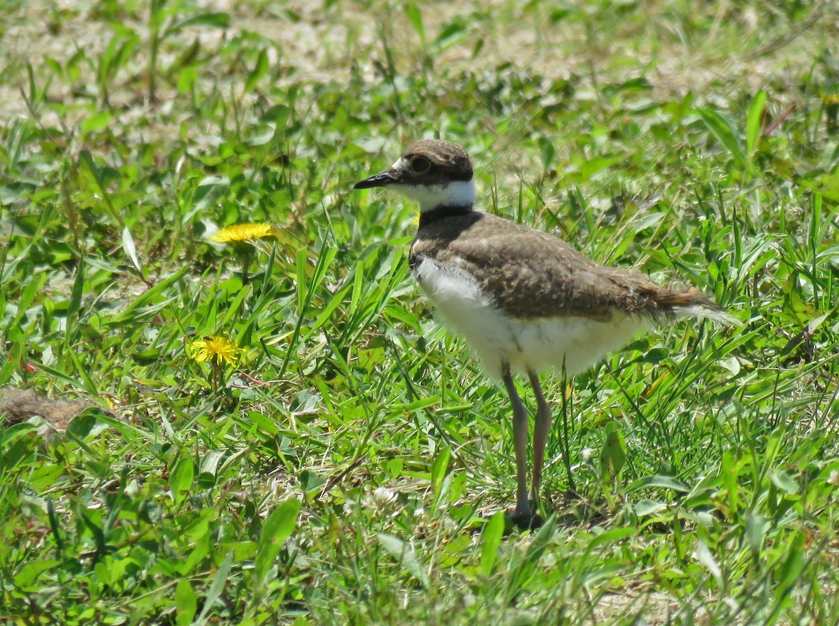 Killdeer - ML620433076