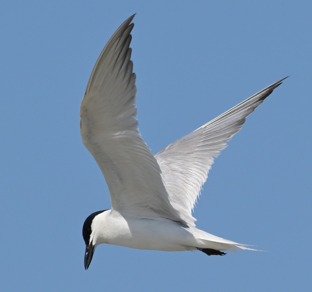 Gull-billed Tern - ML620433079