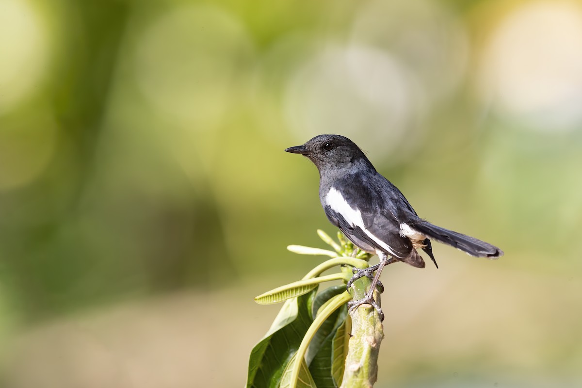 Oriental Magpie-Robin - ML620433081