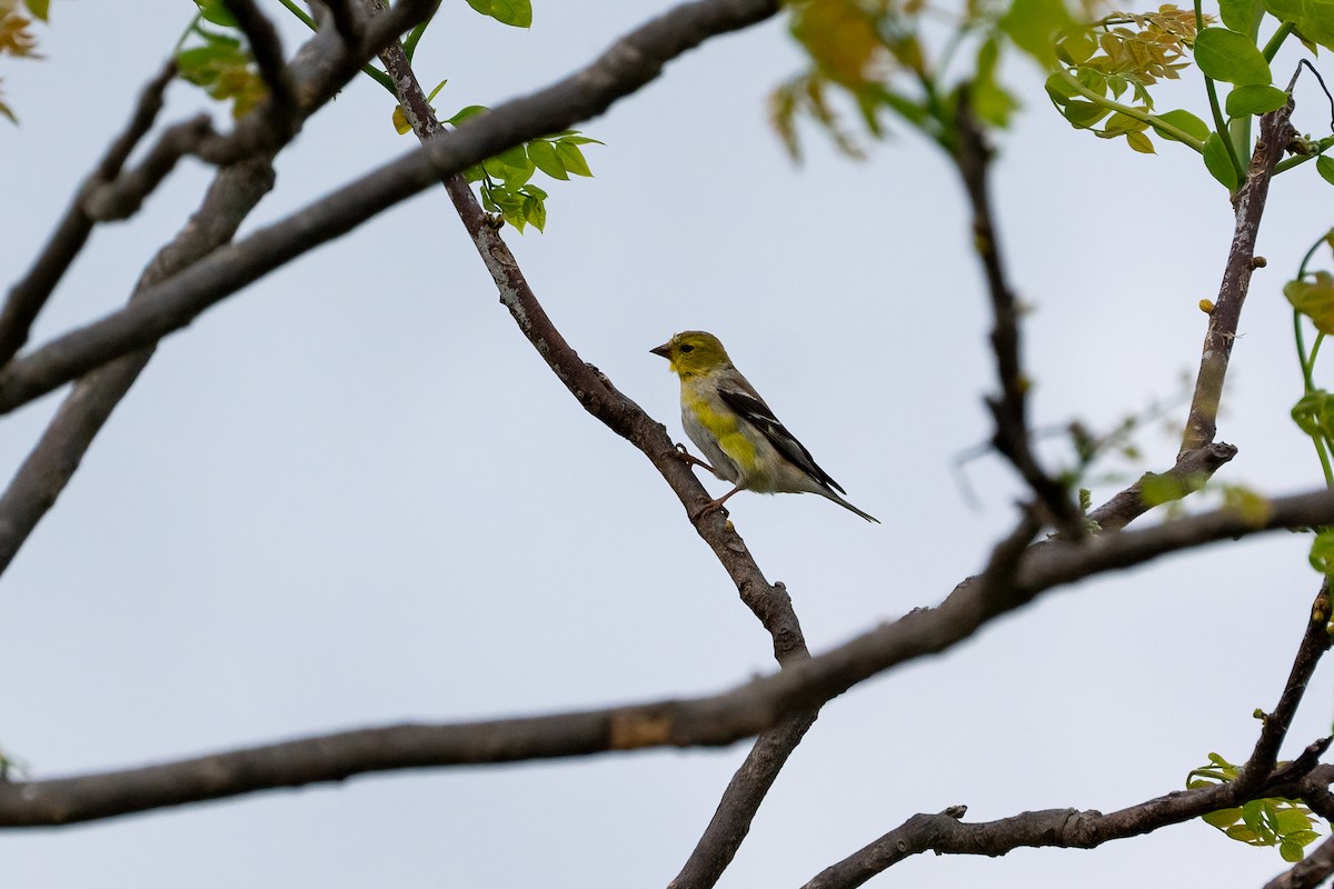 Chardonneret jaune - ML620433083