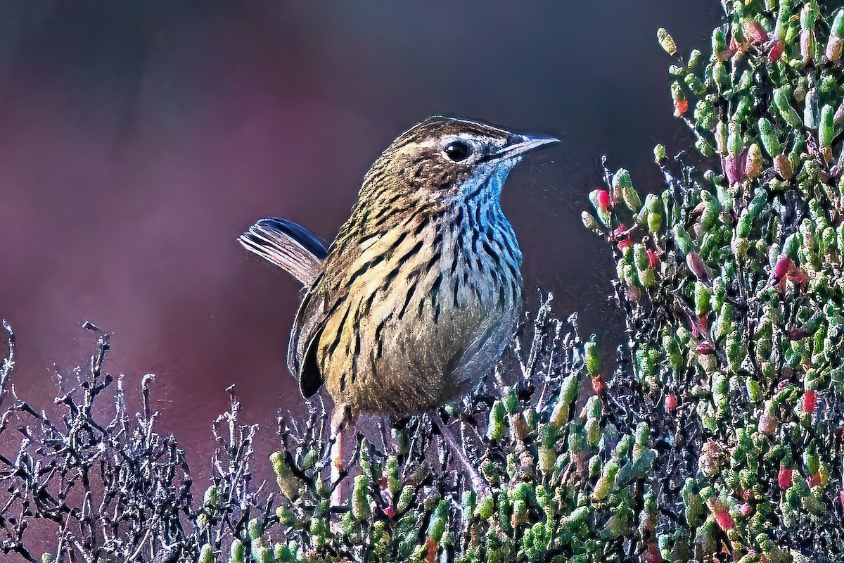 Striated Fieldwren - Alfons  Lawen