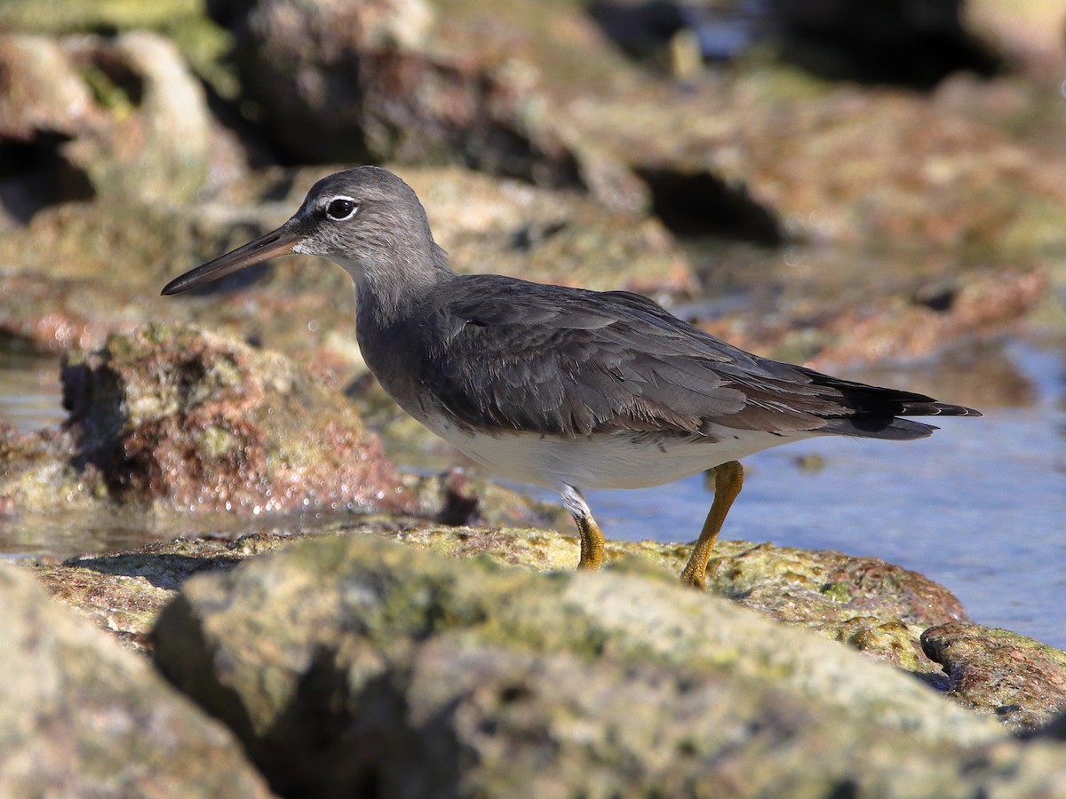 Wandering Tattler - ML620433088