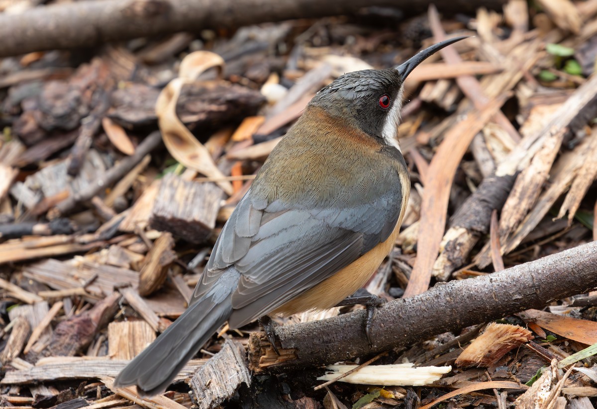 Eastern Spinebill - ML620433090