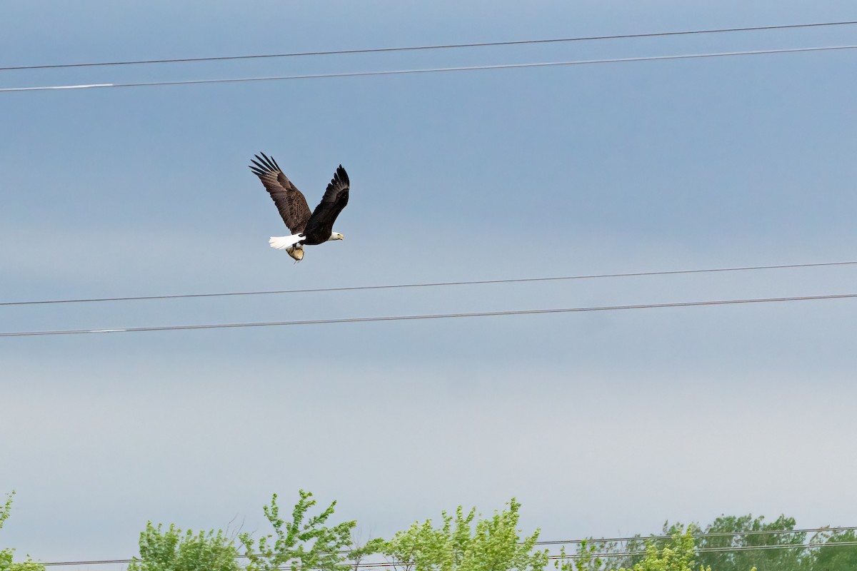 Bald Eagle - ML620433091