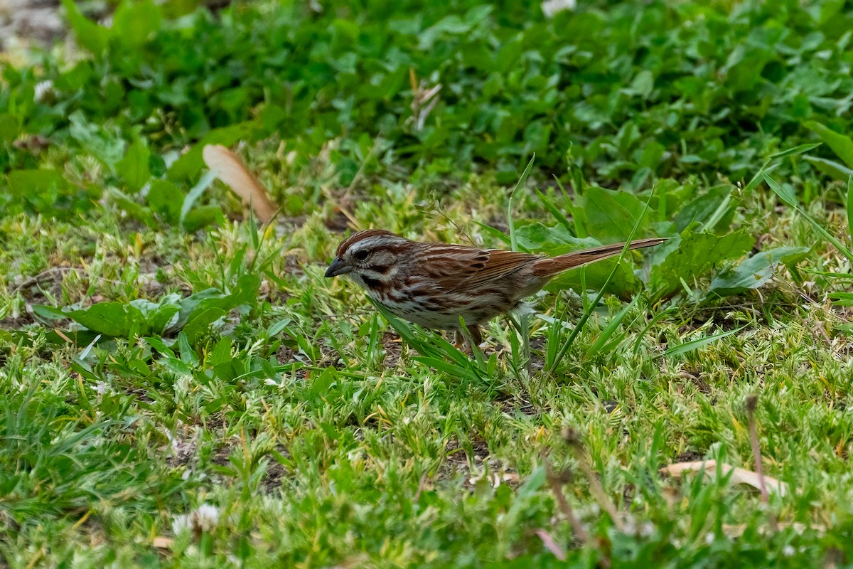 Song Sparrow - ML620433092