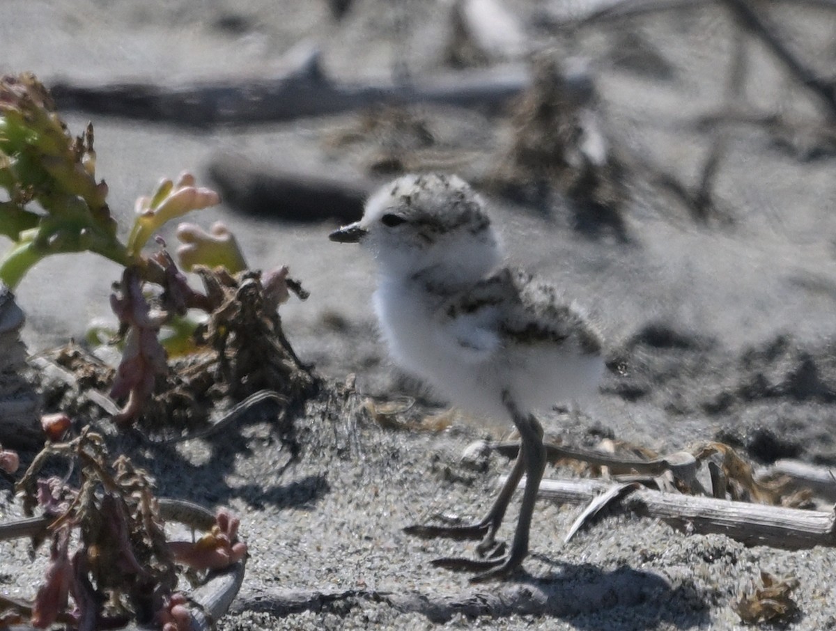 Snowy Plover - ML620433095