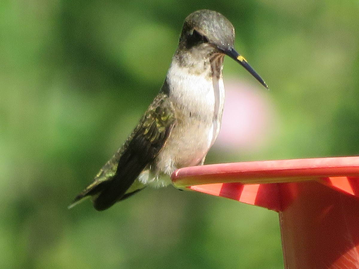 Colibrí Gorjinegro - ML620433099